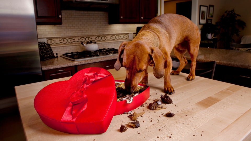 Dog ate box of hot sale raisins